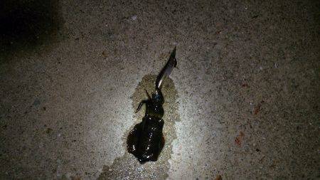 須磨周辺アオリ新子釣果〜ちょこまかダートに…