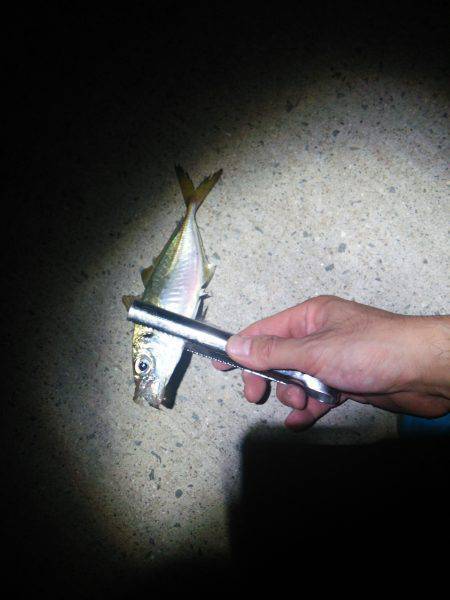 雑賀崎の短時間サビキ釣行〜アジいいサイズで…