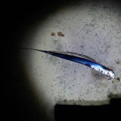 南塩屋　ウキ釣りでタチウオ6本の釣果