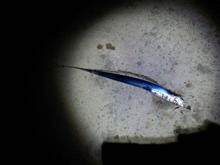 南塩屋　ウキ釣りでタチウオ6本の釣果