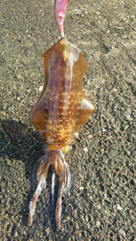 新宮　朝一バラシ後の嬉しいアオリイカ