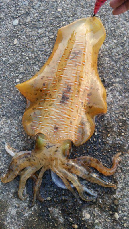 新宮のエギングでキロアップのアオリイカ！！…