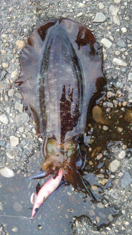 仕事帰りの1杯！　新宮のエギングでアオリイ…