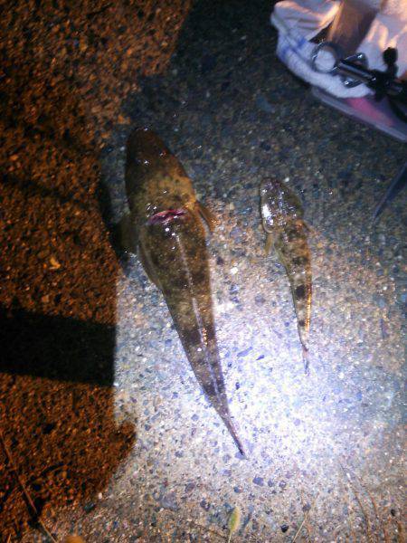 間人にフラットフィッシュ狙いで釣行〜マゴチ…