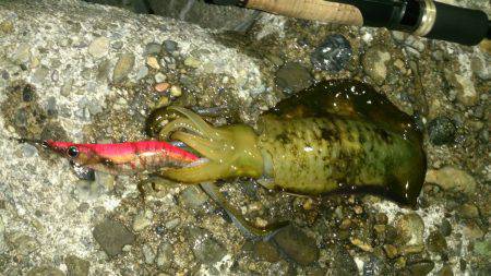 新子アオリイカ狙いで深日港周辺へ　3号アタ…