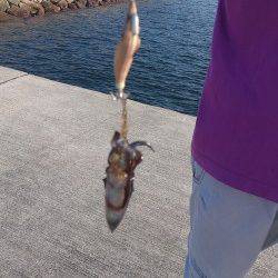 佐野漁港エギング〜アオリイカ新子たくさん泳いでいました