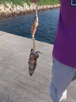 佐野漁港エギング〜アオリイカ新子たくさん泳いでいました