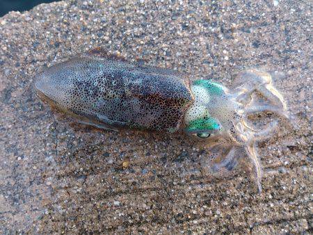 佐野漁港エギング〜アオリイカ新子たくさん泳…