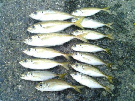 ランガンアジングでアジゲット　飽きない程度…