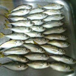 魚の活性高く３投１匹ペースでアジが釣れまし…