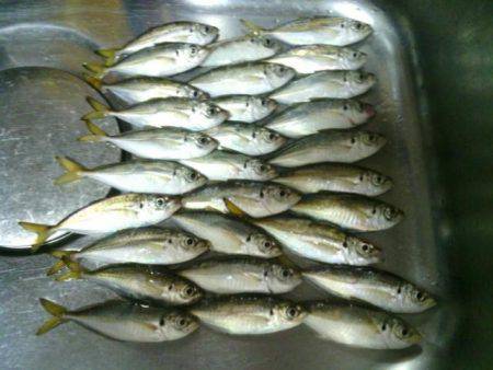 魚の活性高く３投１匹ペースでアジが釣れまし…