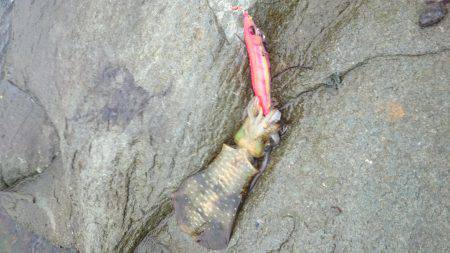 赤礁周辺でエギング　アオリイカ新子がコンス…