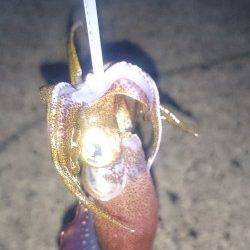 小浜港エギング　下げ止まりで新子がポンポン☆チビっ子なのでリリース