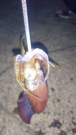 小浜港エギング　下げ止まりで新子がポンポン☆チビっ子なのでリリース