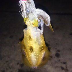 小浜港エギング　下げ止まりで新子がポンポン☆チビっ子なのでリリース