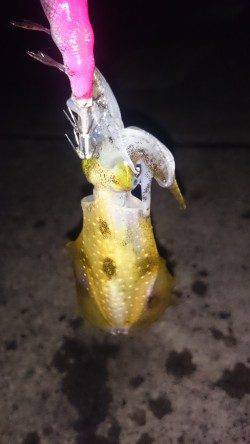 小浜港エギング　下げ止まりで新子がポンポン☆チビっ子なのでリリース