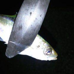 深日〜小島漁港常夜灯周りでアジング、朝方はカマスが回遊