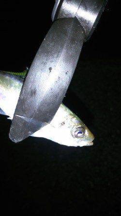 深日〜小島漁港常夜灯周りでアジング、朝方はカマスが回遊