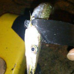 深日〜小島漁港常夜灯周りでアジング、朝方はカマスが回遊