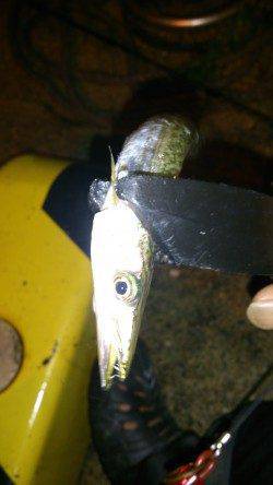 深日〜小島漁港常夜灯周りでアジング、朝方はカマスが回遊