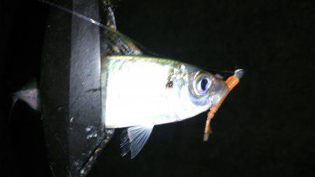 城ヶ崎アジング〜小アジは中〜表層！中アジは…