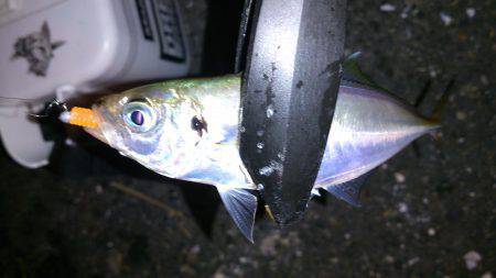 南港アジング〜カウント表層からボトムまでラ…