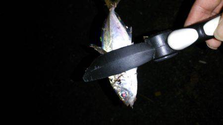 大阪南港アジング　中層からボトムにかけてバ…