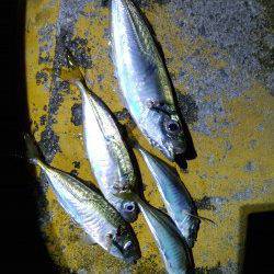 岩屋でアジング〜20cm超えのアジと豆アジがパラパラ