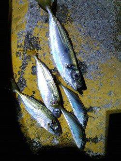 岩屋でアジング〜20cm超えのアジと豆アジがパラパラ