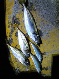 岩屋でアジング〜20cm超えのアジと豆アジ…