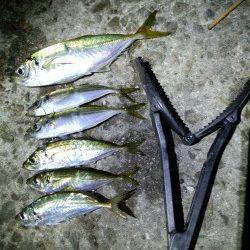 岩屋でアジング〜20cm超えのアジと豆アジがパラパラ