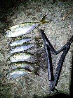 岩屋でアジング〜20cm超えのアジと豆アジがパラパラ