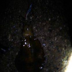 雨の小島でエギング　粘ってアオリイカGET！