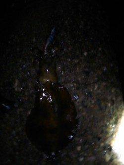 雨の小島でエギング　粘ってアオリイカGET！