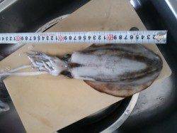 雨の小島でエギング　粘ってアオリイカGET！