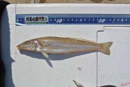 栗田海岸で投げ釣り〜キス・カワハギ・チャリ…