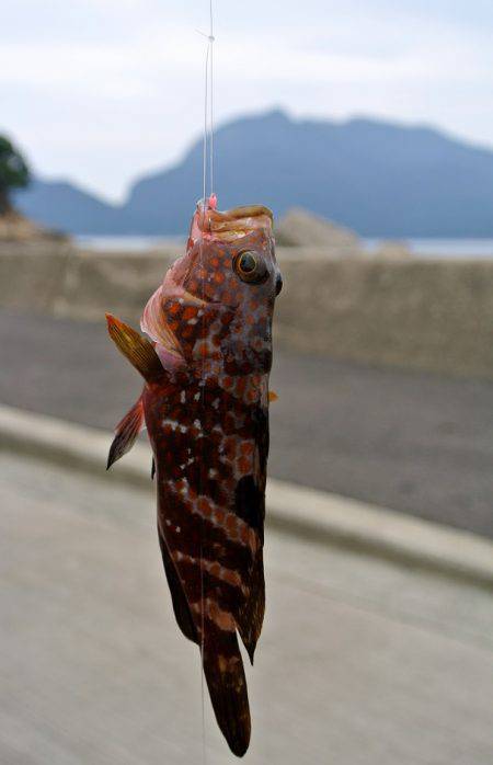 日引漁港ワームの胴突で探り釣り〜ガシラ・グ…