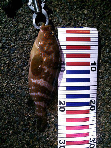 夕日港　ルアーでアコウ＆ガシラ