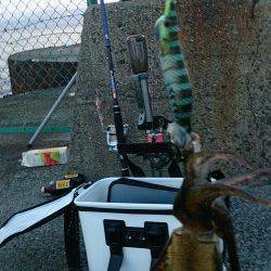 朝の時に泉佐野食品コンビナートでアオリイカの新子5ハイ