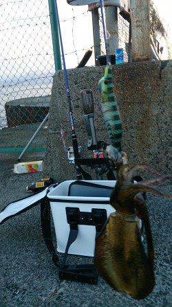 朝の時に泉佐野食品コンビナートでアオリイカの新子5ハイ