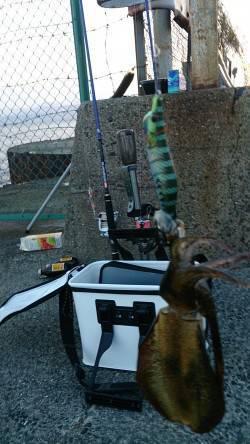 朝の時に泉佐野食品コンビナートでアオリイカ…