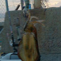 朝の時に泉佐野食品コンビナートでアオリイカの新子5ハイ