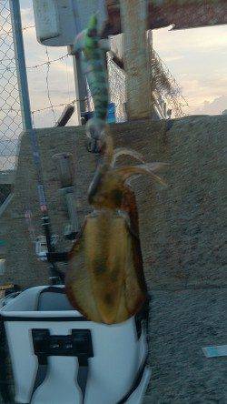 朝の時に泉佐野食品コンビナートでアオリイカの新子5ハイ