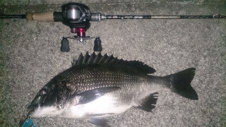 夕方よりチニングに舞洲へ〜際を丹念に探り8…