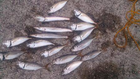 神戸港　アジングでアジ＆カマス　昼過ぎ～夕…