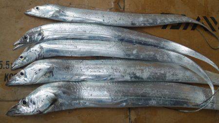 日高港湾のタチウオワインドが好調！ いいサ…