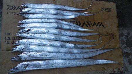 タチウオ狙いで日高港湾に　今年初の二桁釣れ…