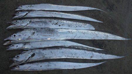 日高港湾にて朝の時合にタチウオ〜白系のワー…