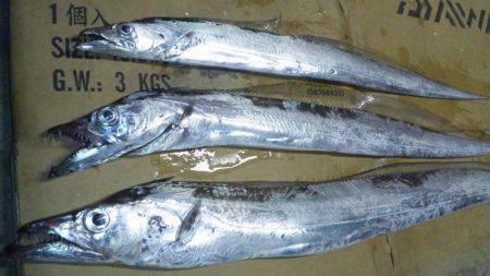 日高港湾にてタチウオ狙い〜夕方のいい時間に…