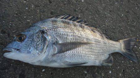 日高川河口フカセでアジ・チヌ・アイゴ、アタ…